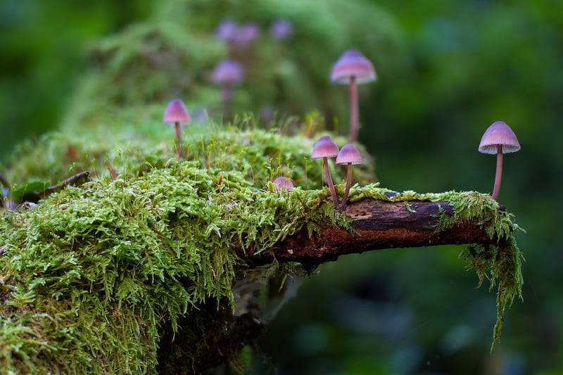 Enchanted Forest Wedding